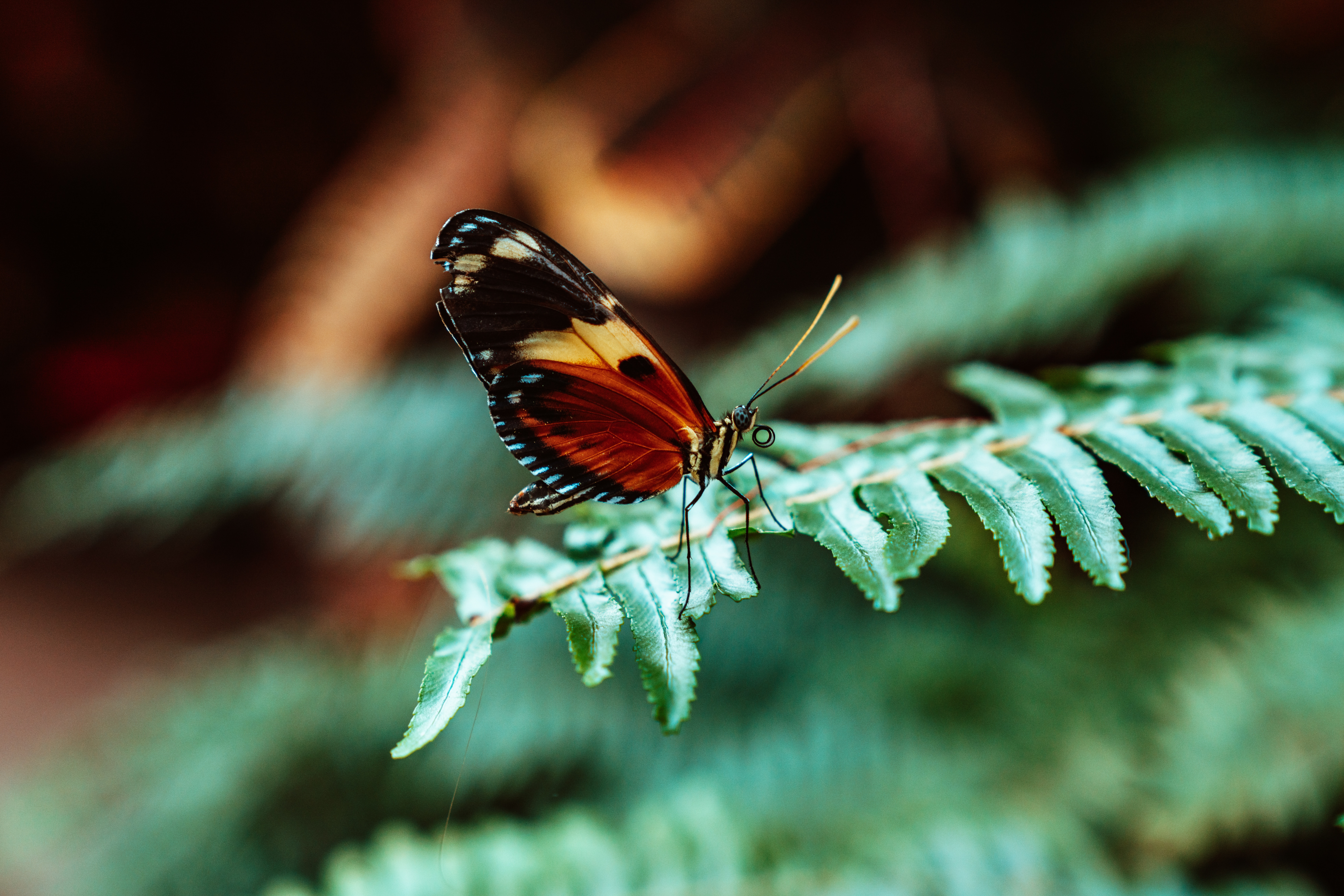 Бабочка Лист Фото